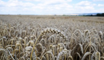 Ведущий инвестор Пензенской области промахнулся с безопасностью зерна