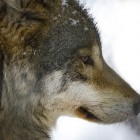 Областной Минлесхоз сообщил о волках, представляющих угрозу населению 