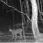 Камера зафиксировала в лесу под Пензой редкого и опасного хищника