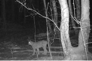 Камера зафиксировала в лесу под Пензой редкого и опасного хищника