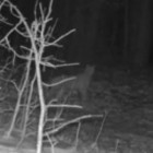 В Пензенской области камера сняла момент «тихой охоты» опасного хищника
