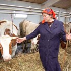 Пензенским сельхозпроизводителям выделят более 527 миллионов рублей