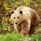 Пензенский цирковой медведь напугал белгородцев 