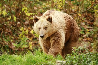 Пензенский цирковой медведь напугал белгородцев 
