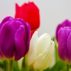 Пенза снабдит москвичей цветами к празднованию 8 марта
