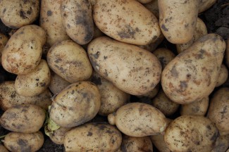 В Пензенской области мужчину приговорили к восьми месяцам «строгача» за кражу картошки