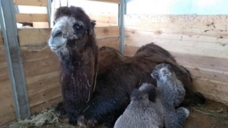 В пензенском зоопарке дали имя новорожденному верблюжонку