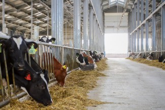 В Пензенской области на фермах «Русмолко» появятся более 3 000 голов скота