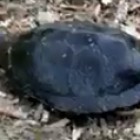 Пензенцы наткнулись на черепаху-гиганта возле водоема 
