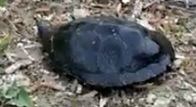 Пензенцы наткнулись на черепаху-гиганта возле водоема 