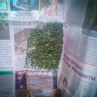У 50-летнего жителя Пензенской области изъяли марихуану