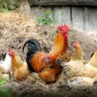 В Пензенской области выявили семь очагов птичьего гриппа