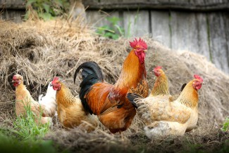 В Пензенской области выявили семь очагов птичьего гриппа