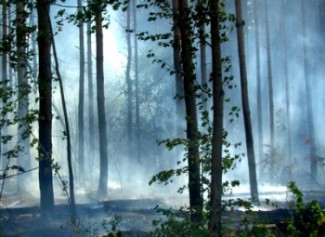 В Пензенской области прогнозируется 4 класс пожарной опасности 