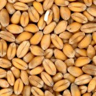 Купленная пензенцем пшеница дала неожиданные ростки