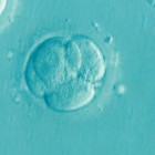 Пензенцы могут бесплатно законсервировать эмбрионы