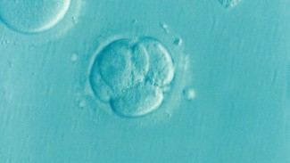Пензенцы могут бесплатно законсервировать эмбрионы