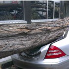 В Пензе в Арбеково легковушку смяло рухнувшее дерево