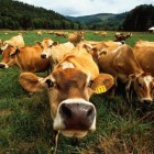 В Пензенской области более 4000 голов крупного рогатого скота