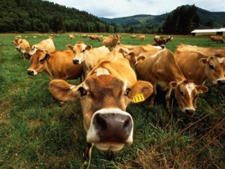 В Пензенской области более 4000 голов крупного рогатого скота
