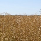 Под Пензой 51-летняя рецидивистка «утащила на горбу» 1,5 тонны пшеницы