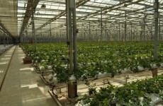Теплицы, розы, Боринштейн… В Пензе продают крупный сельхоз актив