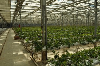 Теплицы, розы, Боринштейн… В Пензе продают крупный сельхоз актив