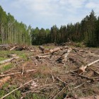 Саратовец выплатит около миллиона рублей за уничтожение деревьев в Пензе
