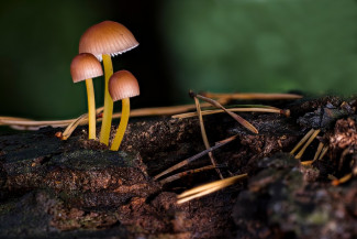 В Пензенской области пять человек отравились опасными грибами 