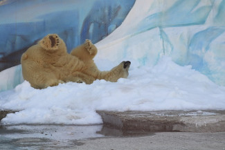 В Пензе белому медведю из зоопарка преподнесли шикарный подарок