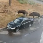 В Пензенской области лоси протаранили машину рогами 