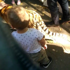 Соцсети - В пензенском зоопарке на мальчика набросился тигренок 