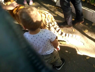 Соцсети - В пензенском зоопарке на мальчика набросился тигренок 