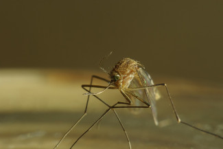 Заключенные ИК №4 спасут пензенскую больницу от комаров 