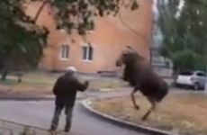 В Пензенской области лось замахнулся копытом на мужчину 