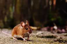 В Пензенскую область пришла опасная форма мышиной лихорадки 