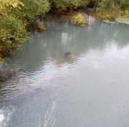 В Пензенской области легковушка упала в воду с моста 