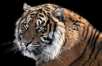 Пензенцы бурно обсуждают появление тигра на улицах города 
