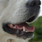 В Пензенской области школьник запихал петарду в рот собаке 