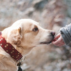 «Человек собаке друг»: жительница Пензы осталась без денег, пытаясь помочь раненому животному