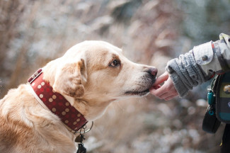 «Человек собаке друг»: жительница Пензы осталась без денег, пытаясь помочь раненому животному