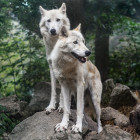 Пензенские волки дождались расселения