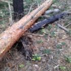 Смерть в лесу: житель Пензенской области погиб от упавшего на него дерева