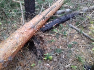 Смерть в лесу: житель Пензенской области погиб от упавшего на него дерева
