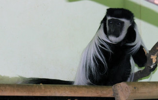 Старейшая обезьяна из пензенского зоопарка празднует юбилей