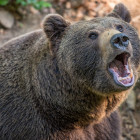 Смерть от зубов хищника: медведь разорвал женщину и ее десятимесячного ребенка