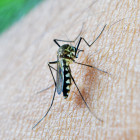 В Пензенской области впервые за 50 лет зарегистрирован случай тропической малярии