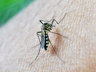 В Пензенской области впервые за 50 лет зарегистрирован случай тропической малярии