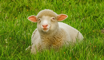 Жителей Пензы и области призывают заняться овцеводством