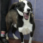 Полицейские выяснили, что «взорванного» в Бессоновке пса никто не взрывал